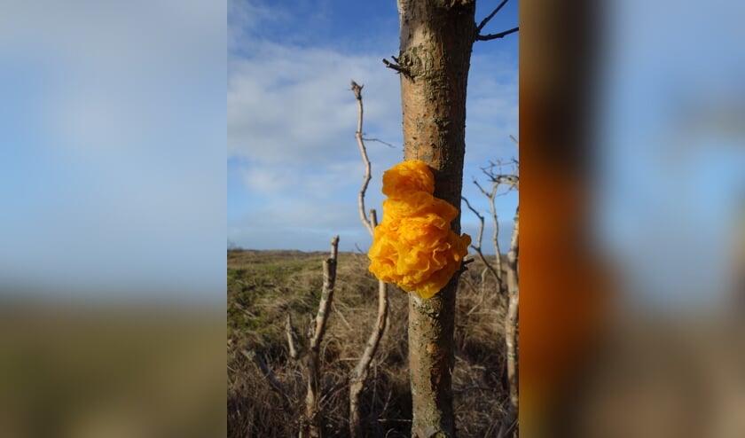 In het bos zijn mooie verborgen geheimen te ontdekken zoals deze trilzwam.