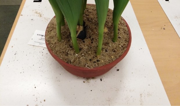 Tulpenkeurig succesvol