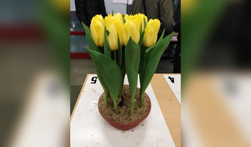 Tulpenkeurig succesvol