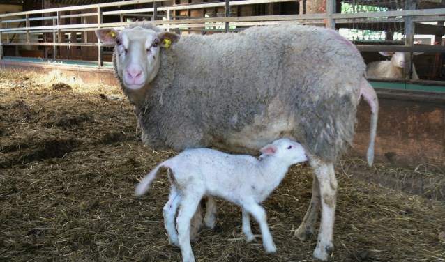 Ooi en lammetjes