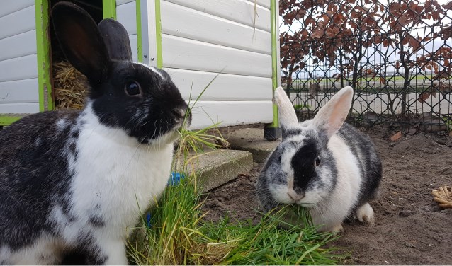 Aiko en Devi zoeken nog een gezellig huis.