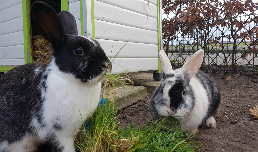 Aiko en Devi zoeken nog een gezellig huis.