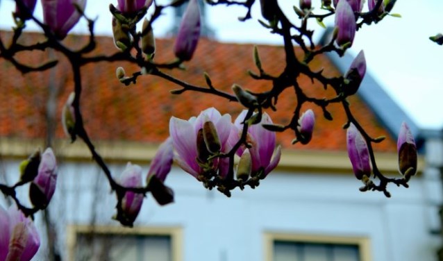 MEDEMBLIK - De lente is weer in het land. Al veel staat in bloei, alsook de grote magnolia bij het weeshuis in Medemblik.