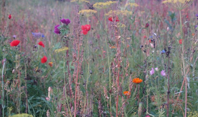 Een levende tuin is een tuin die in elk seizoen barst van de levende planten en dieren.