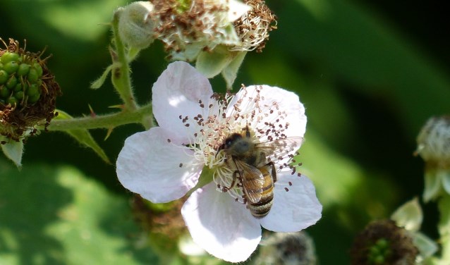 Bijen zijn heel belangrijk voor de biodiversiteit.