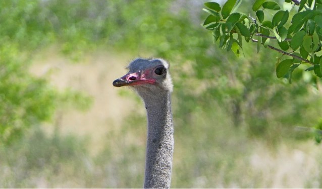 Een struisvogel heet in Zuid-Afrika volstruis.