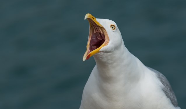 Voer meeuwen te allen tijden niet.