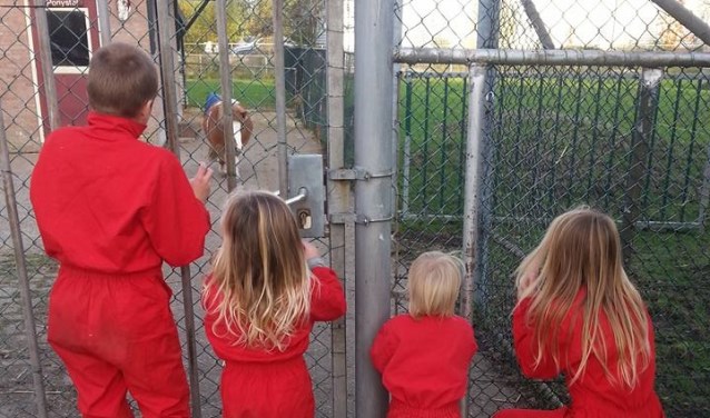 Gelukkig hebben de dieren en de bezoekers aan de kinderboerderij niks gemerkt van alle onrust.