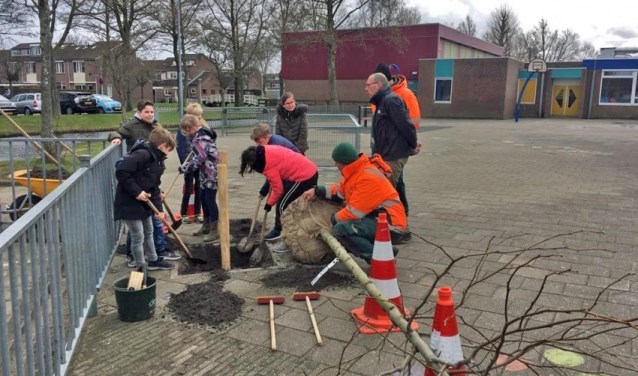 Basisschool De Dorpsakker in Assendelft kreeg een amberboom.