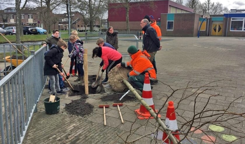 Basisschool De Dorpsakker in Assendelft kreeg een amberboom.
