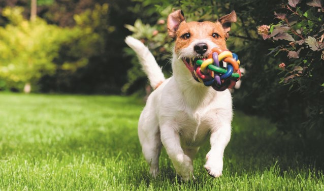 Honden mogen het hele jaar loslopen op De Weijver.