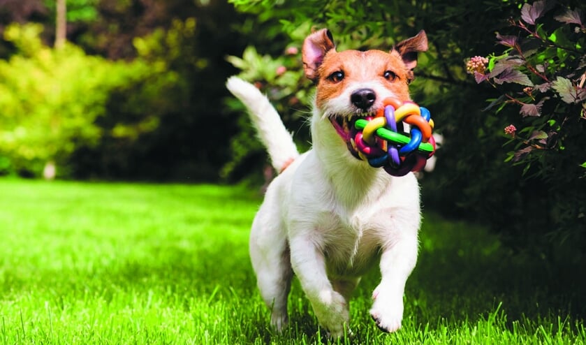 Honden mogen het hele jaar loslopen op De Weijver.