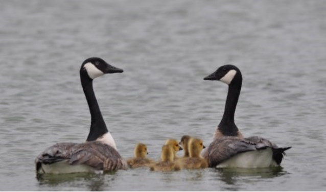 Vogels zorgen in deze periode voor nageslacht.