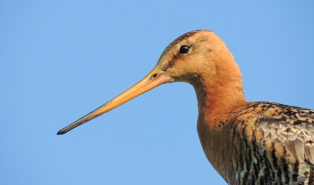 Grutto