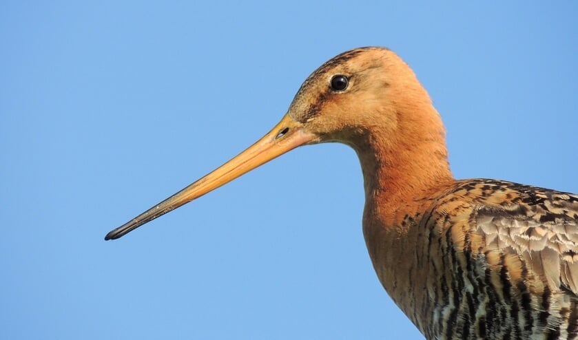 Grutto