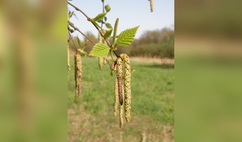 Zondag 24 maart lopen de berken in het Twiske, zoals deze, ongetwijfeld al uit.