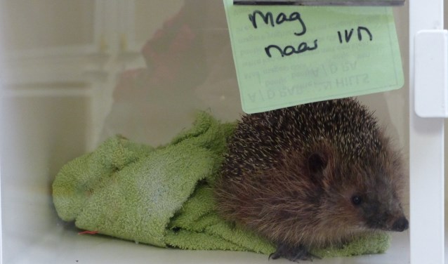 Egel van de Bonte Piet.