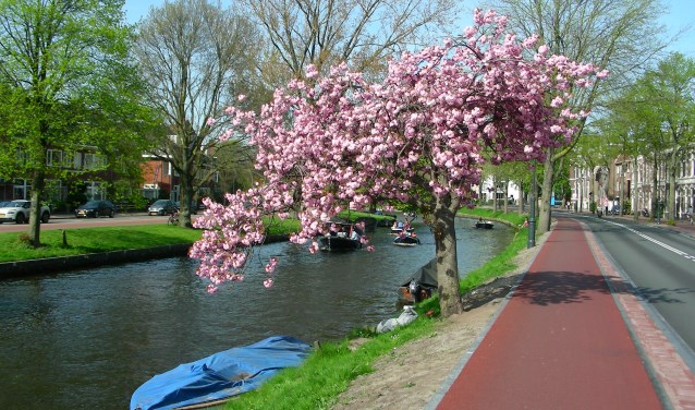 Een van de bekendste bomen in Haarlem. Prachtig in bloei.