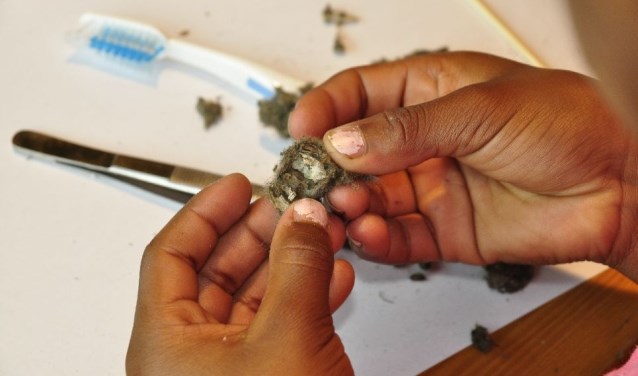 Kinderen vanaf zes jaar kunnen bij MAK Blokweer uilenballen pluizen.