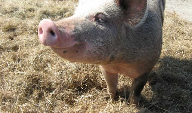 Een van de boerderijdieren is het scharrelvarken.