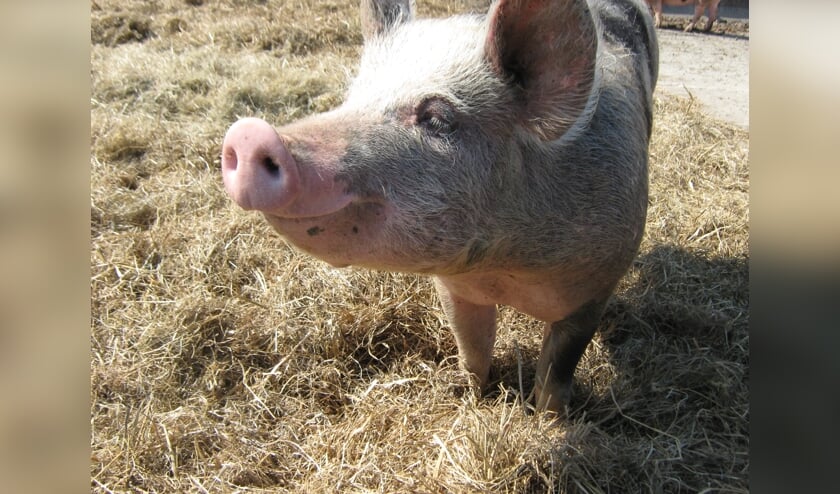 Een van de boerderijdieren is het scharrelvarken.