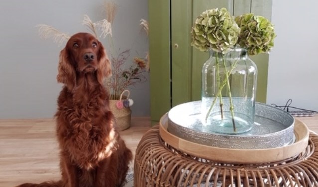 De Ierse Setter Benthe is onderdeel van de familie.