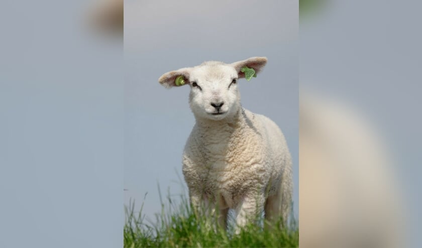 Met al die lammetjes is het een vrolijke boel in Bergen.