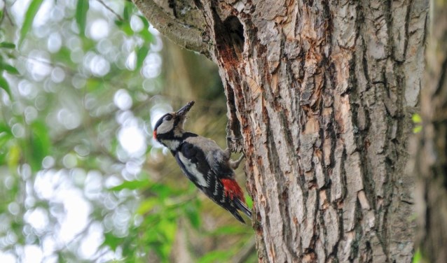 De grote bonte specht is een van de dieren die te ontdekken zijn in de Schoorlse Duinen.
