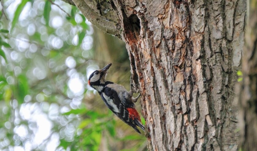 De grote bonte specht is een van de dieren die te ontdekken zijn in de Schoorlse Duinen.