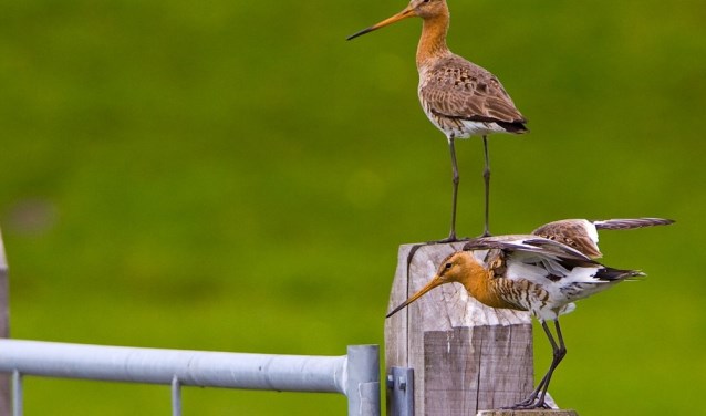 Grutto's op een hek in de polder.