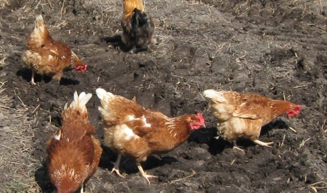 Eieren rapen bij de scharrelkippen
