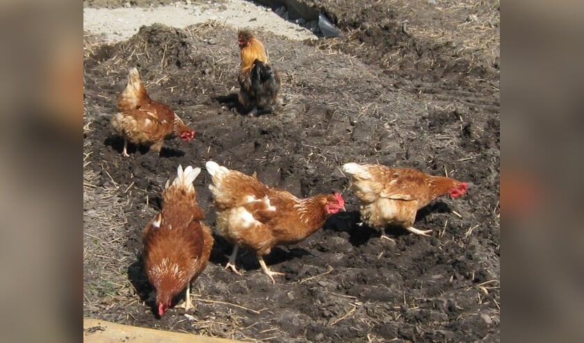 Eieren rapen bij de scharrelkippen