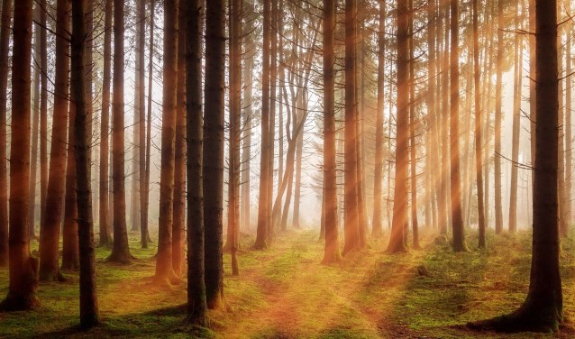 Forza wil dat op korte termijn heel veel bomen in Haarlemmermeer worden aangeplant.