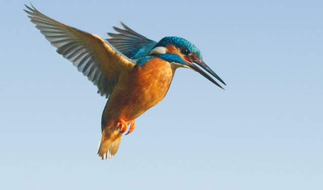 IJsvogel.
