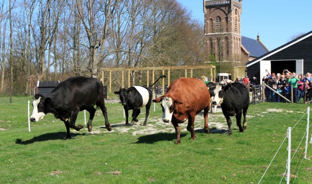 De koeien zijn blij dat ze weer de wei in mogen.