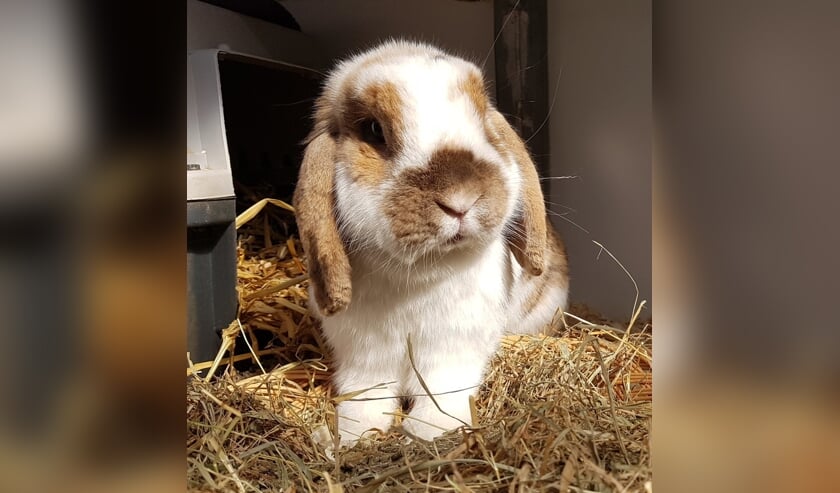 Herman is een leuk konijn dat een gezellig vriendinnetje zoekt. Wie biedt hem een gezellig thuis aan.