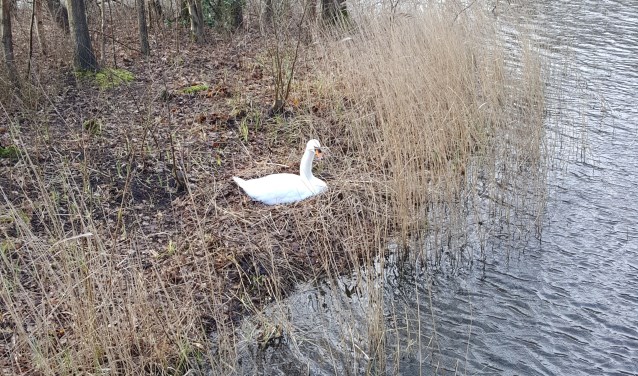 Een zwaan op haar nest.