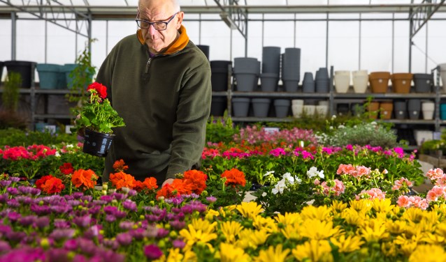 Er is volop keuze aan perkgoed bij Tuincentrum Hollander.