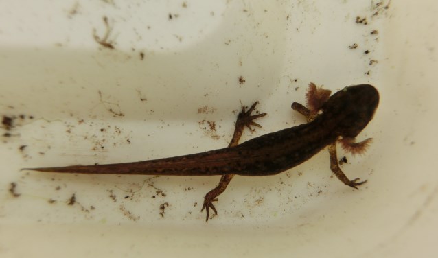 Op zoek naar salamanders.