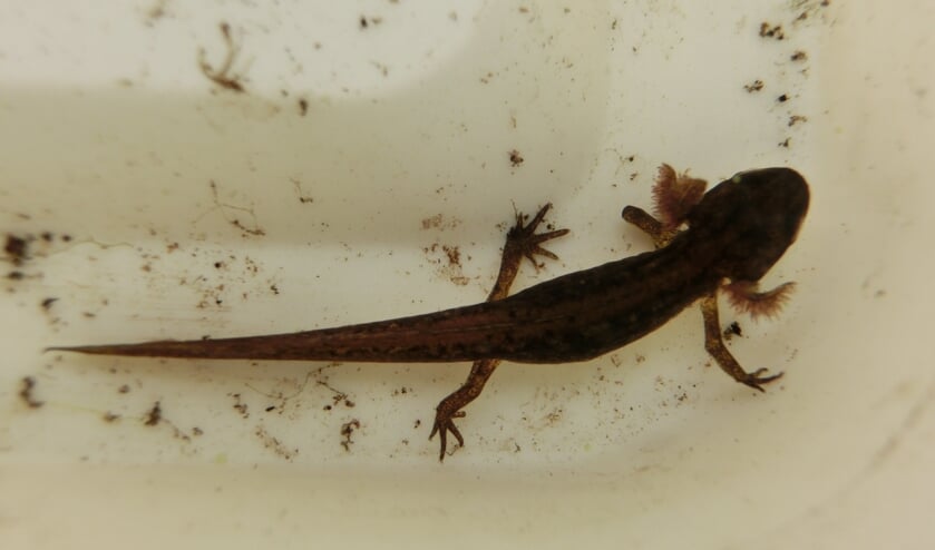 Op zoek naar salamanders.
