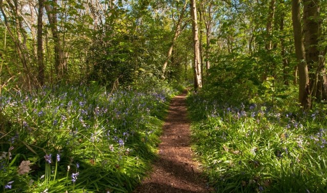 Hyacintenbos in Wildrijk.