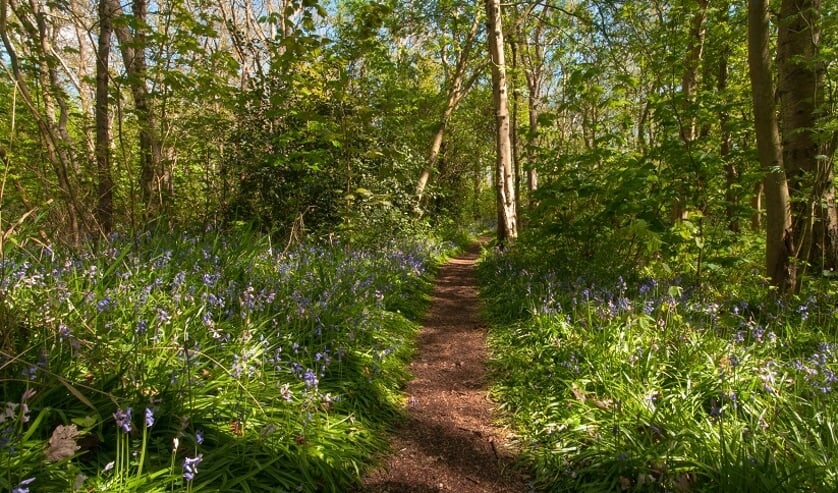 Hyacintenbos in Wildrijk.