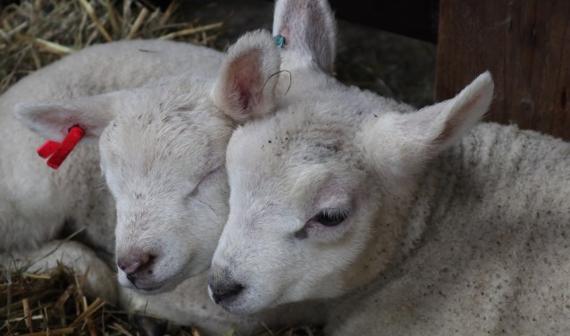 Bijna 100 lammetjes geboren op boerderij de StadsHoeve.