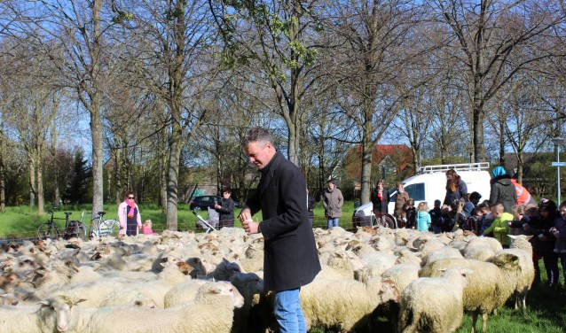 Wethouder Simon Broersma tussen de schapen op de Nachtegaal.