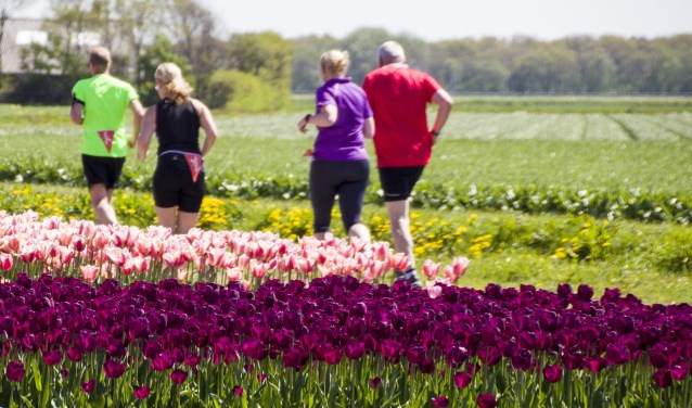 Deelnemers aan de Tulpencross rennen langs de bloeiende bollenvelden.