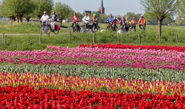 Deelnemers fietsen dwars door het West-Friese landschap.