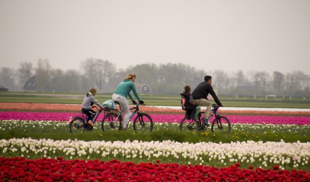 Deelnemers aan de Fietstocht van Bloeiend Zijpe fietsen langs de bloeiende bollenvelden in gemeente Schagen.