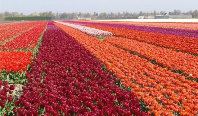 Doe mee met de Tulpenwandeltocht en steun IJsclub Andijk.