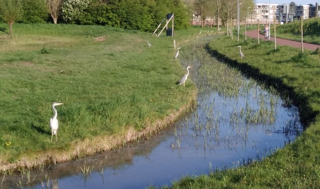 Viswedstrijd langs veenweidepark De Trickel.