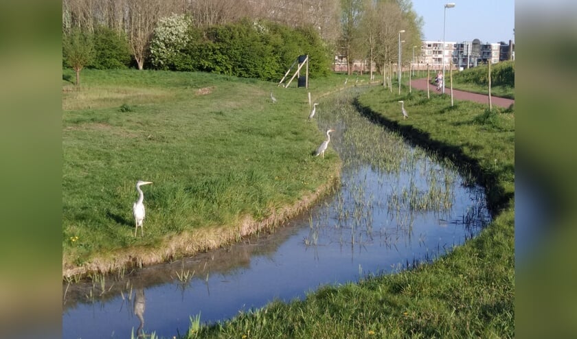 Viswedstrijd langs veenweidepark De Trickel.